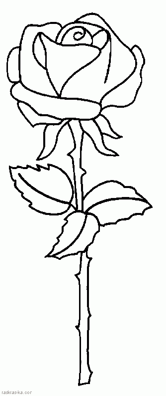 Раскраска цветок розы. Сайт детского творчества
