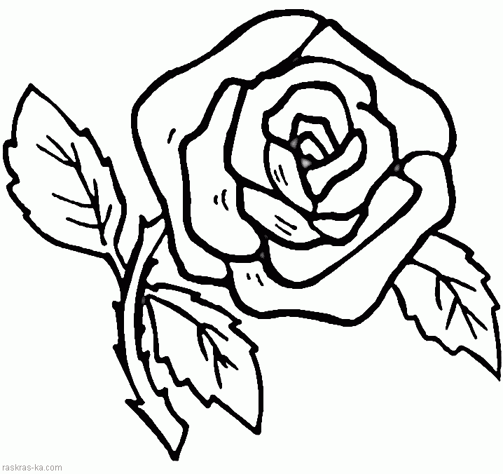 Цветок розы. Раскраска детская