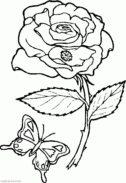 Раскраска цветок и бабочка. Роза