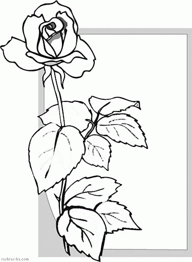 Coloring pages. Rose. Printable