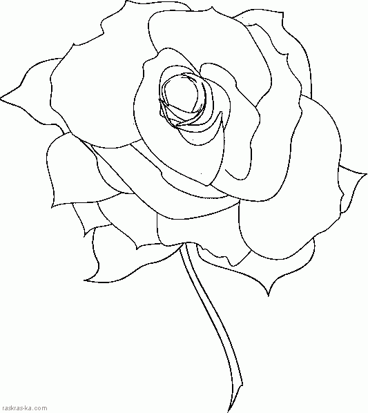 Разукрашка роза. Сайт раскрасок