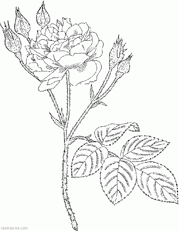 Рисунки раскраски цветы - розы
