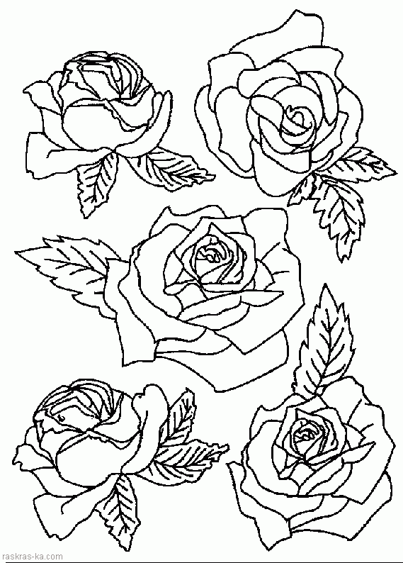Раскраски розы. Скачать бесплатно