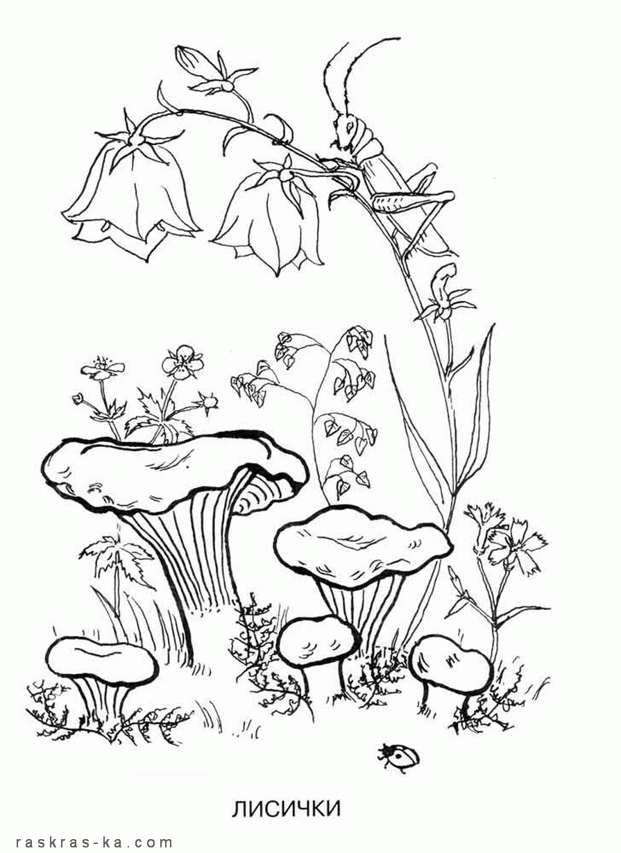  Раскраска грибы Лисички