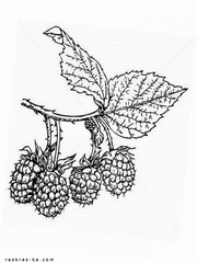 Раскраска ветка малины с ягодами и листьями