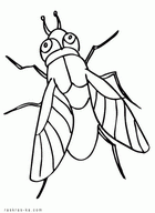 Раскраска домашняя муха. Распечатать на принтере
