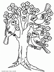 Раскраски птицы на дереве скачать