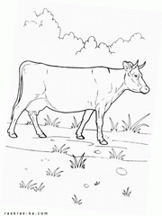 Домашняя корова - раскраска для печати на принтере