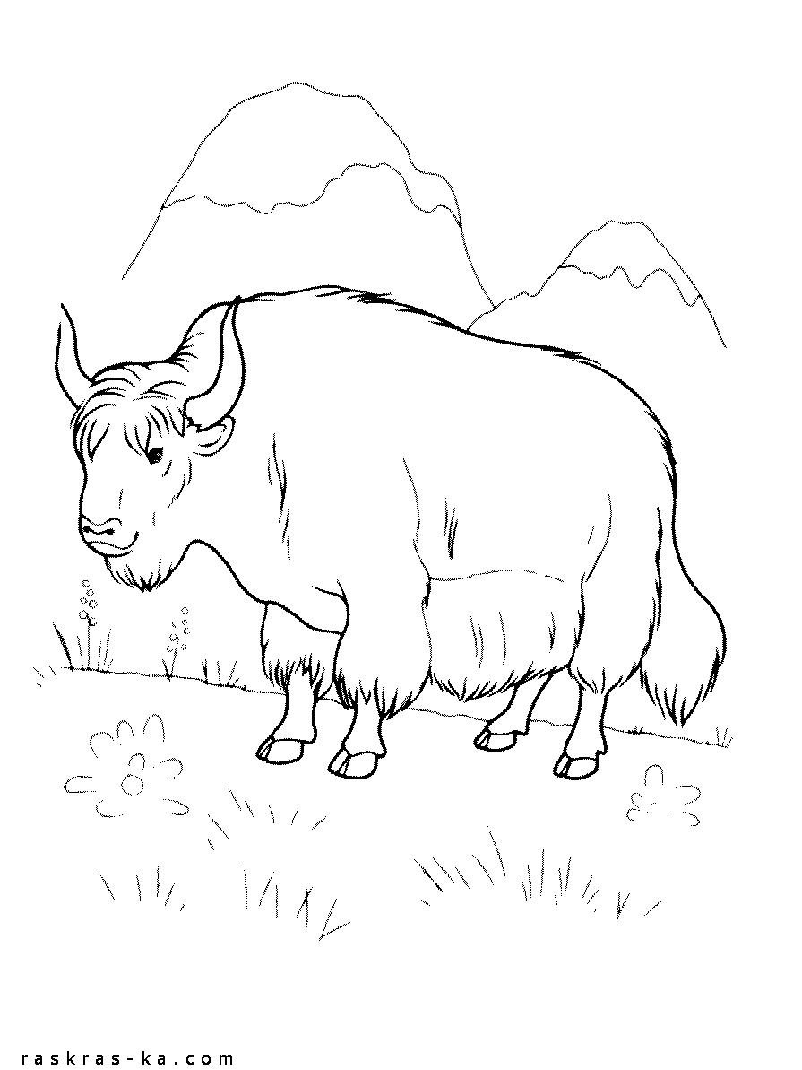 Дикий предшественник домашних коров. Раскраска зубр, бизон