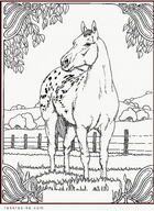 Детская раскраска пятнистая лошадь