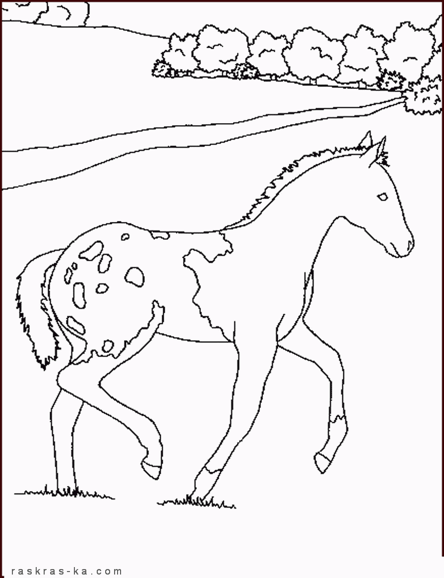 Лошадь в поле. Раскраска картинка