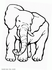 Рисунок слона - раскраска формата а4
