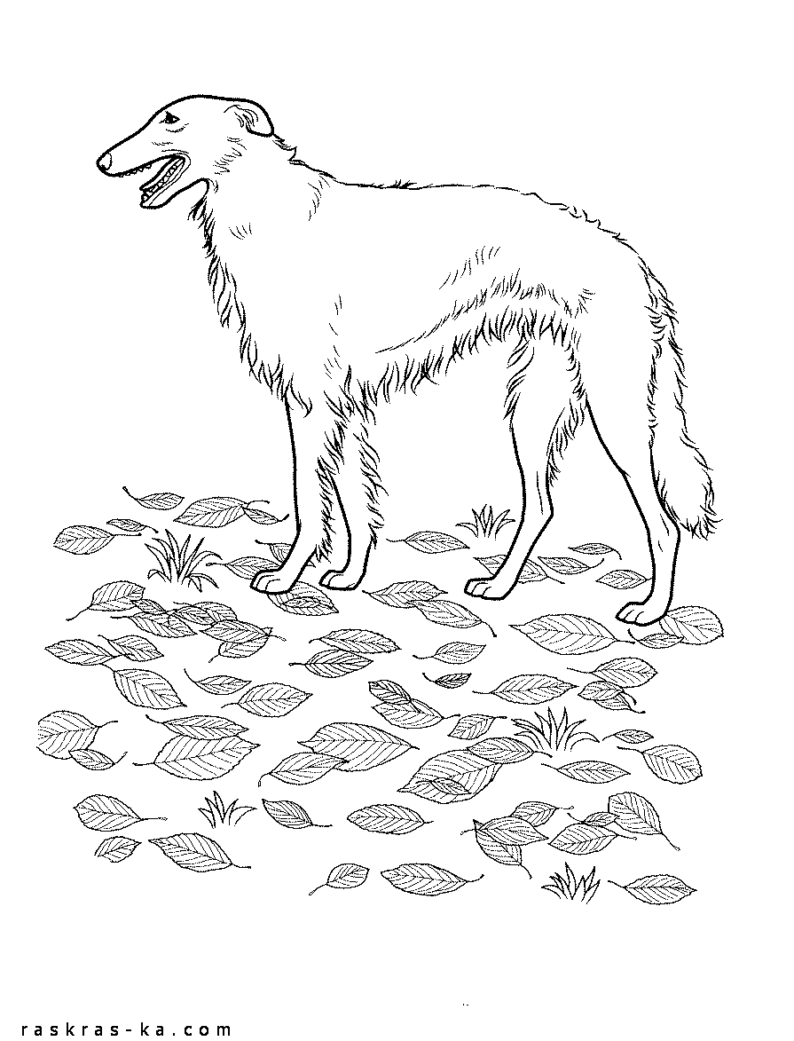 Русская псовая борзая. Рисунок собаки, раскраска для печати