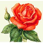 Раскраски цветы - розы