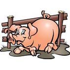 Раскраски свиньи, поросята. Домашние животные