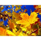 Раскраски осень, листопад, дожди