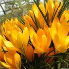 Раскраски весна распечатать