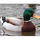 Раскраски утки и утята. Домашние и дикие птицы