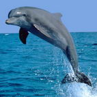 Раскраски о животных. Дельфины