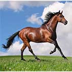 Раскраски лошади. Домашние животные