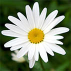 Раскраски цветы ромашки