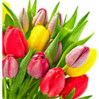 Раскраски тюльпаны распечатать