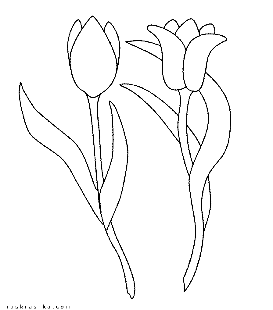 Раскраски цветы. Тюльпаны распечатать бесплатно