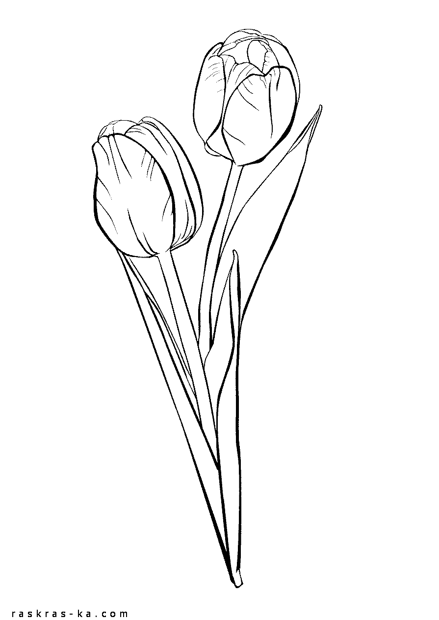 Картинки раскраски цветы. Распечатать тюльпаны