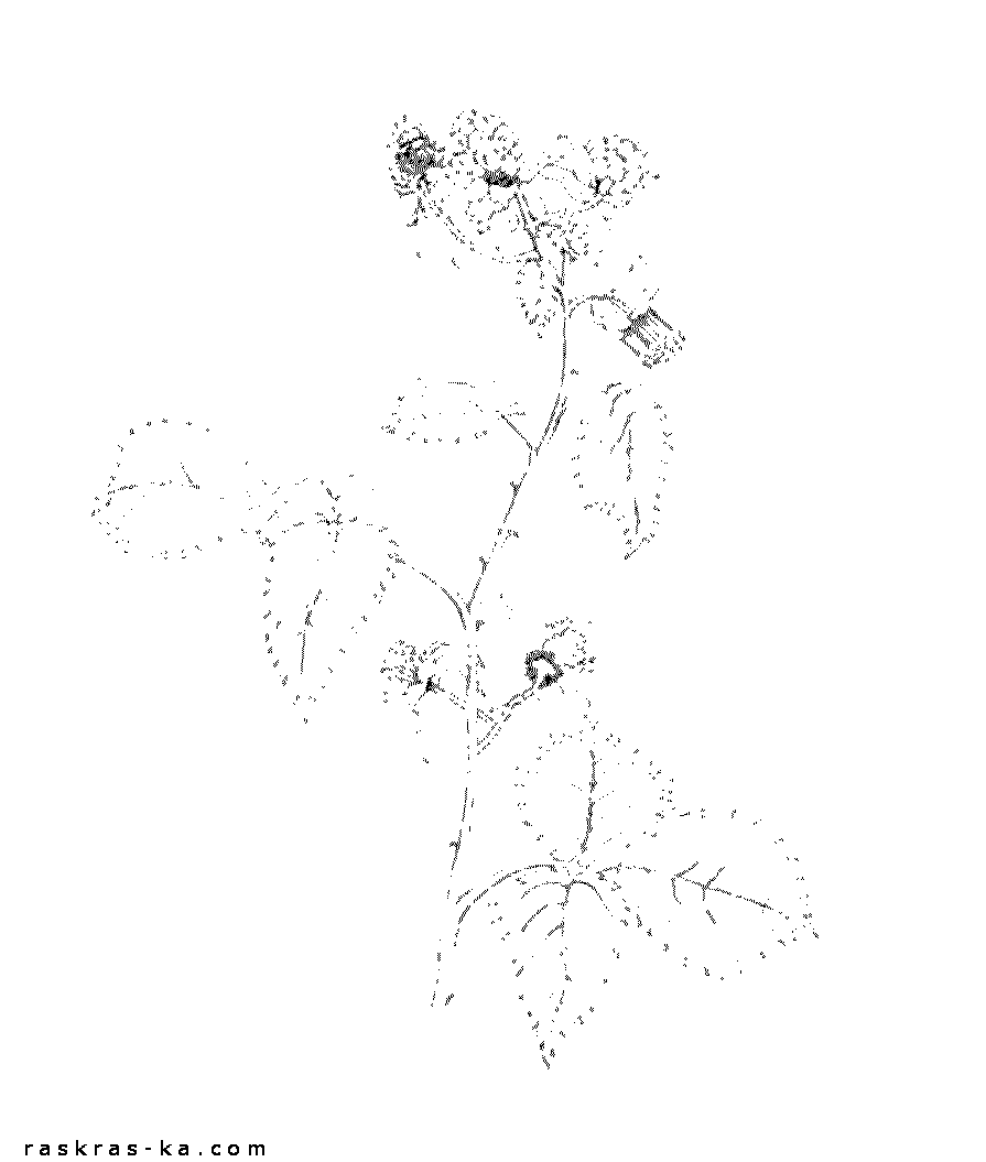 Листья, ягоды и цветы малины. Раскраска для ребенка