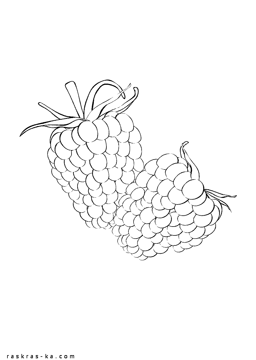 Раскраски малинки. Распечатать