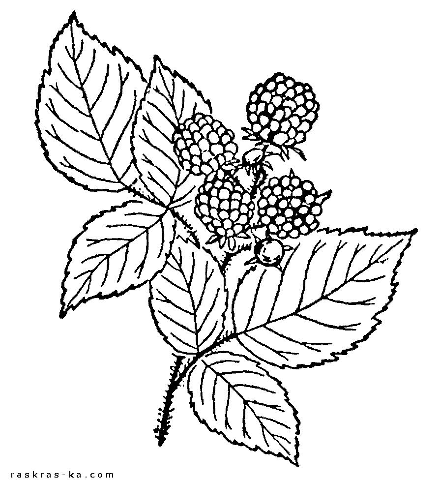 Распечатать бесплатно раскраски с малиной