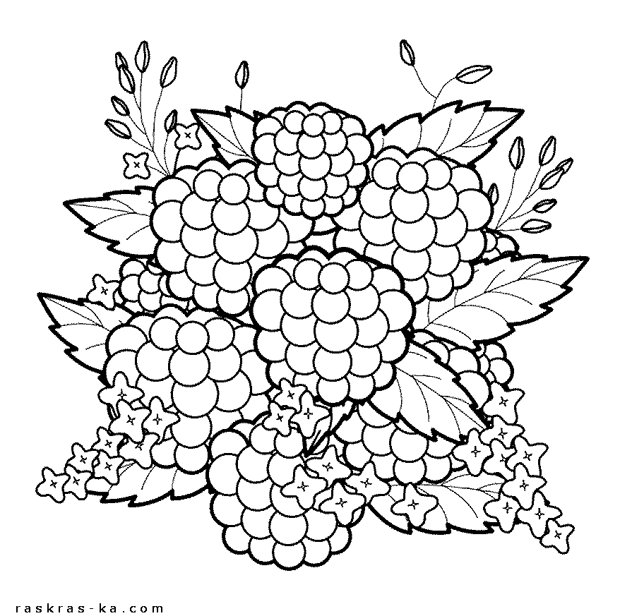 Скачать раскраски малина бесплатно
