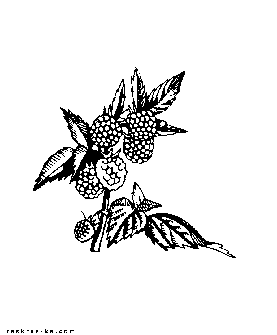 Раскраски про малину. Скачать бесплатно и распечатать