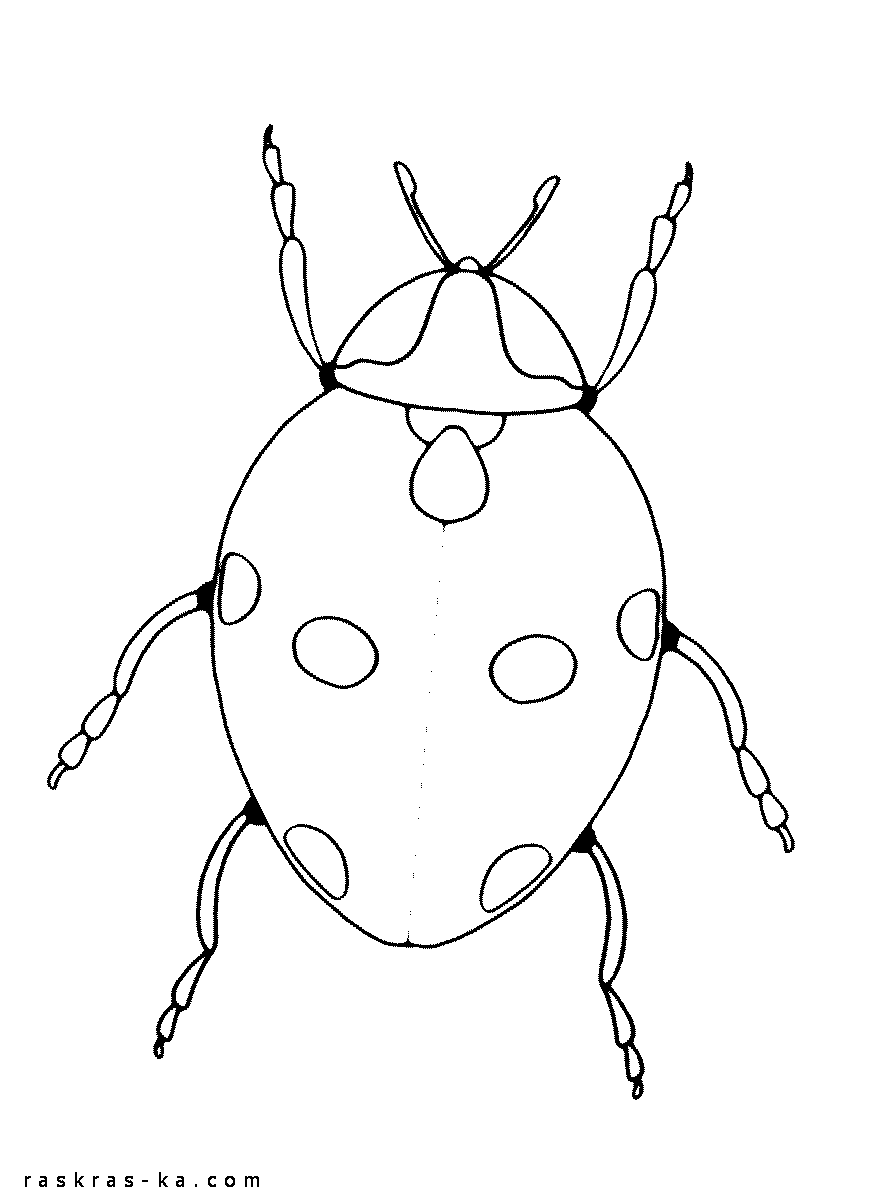 Скачать бесплатно раскраску с божьей коровкой