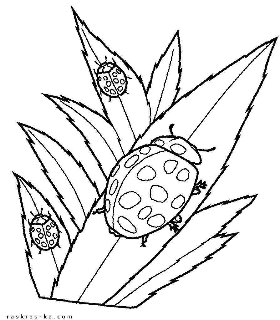 Распечатать раскраски божьи коровки бесплатно