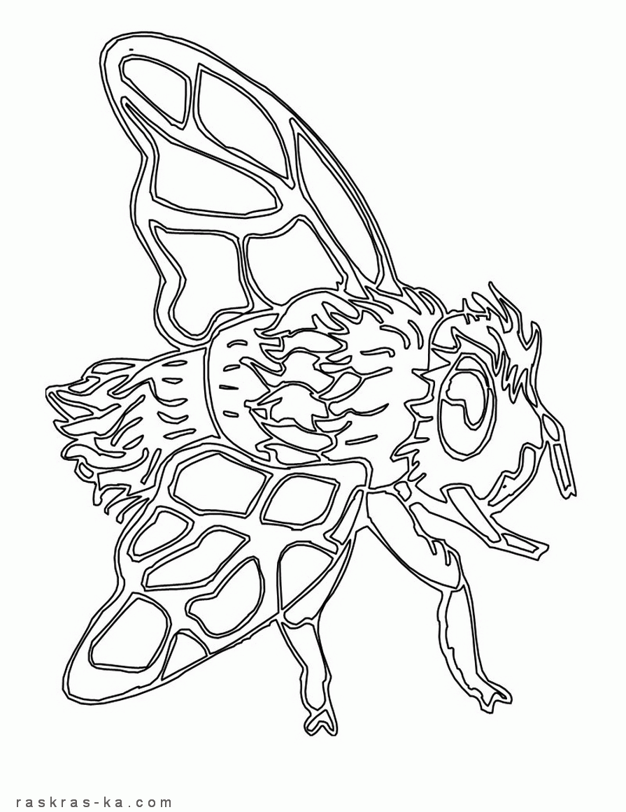 Раскрашивать муху, печать картинки бесплатно