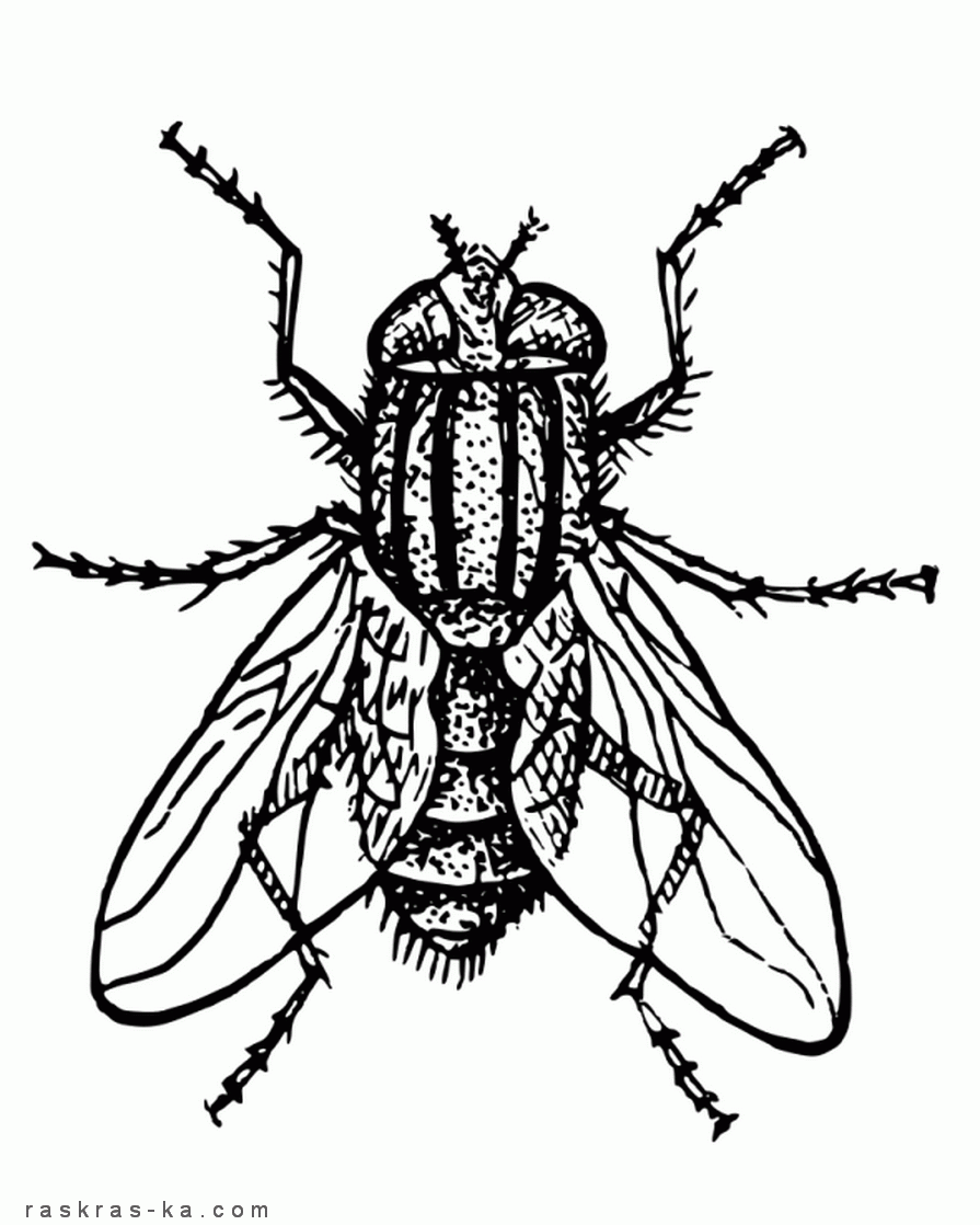 Раскраска насекомые - мухи