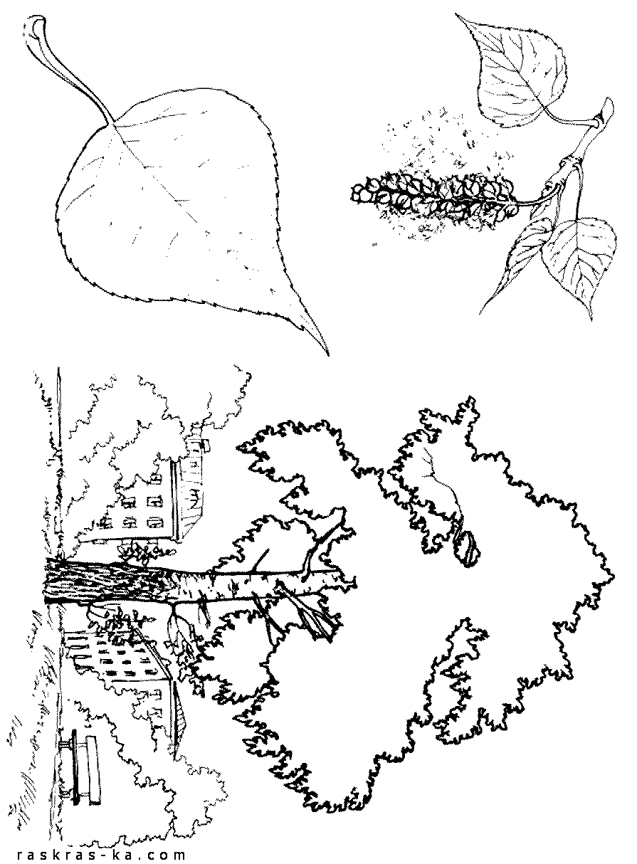 Раскраска тополь. Дерево
