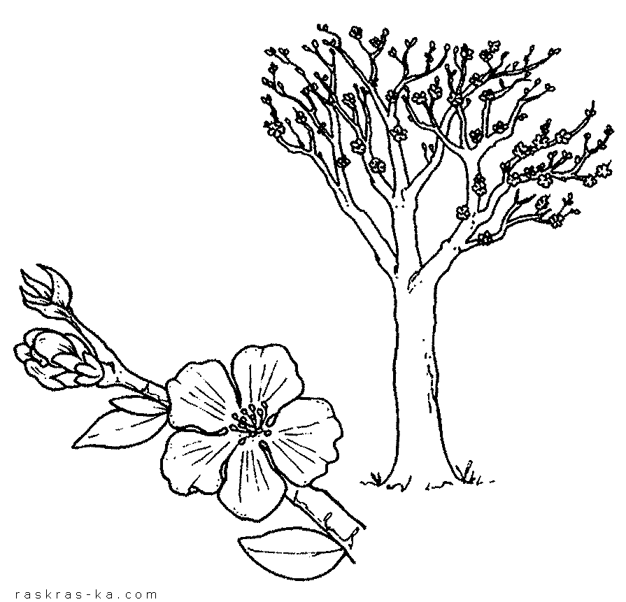 Скачать и распечатать раскраски деревьев