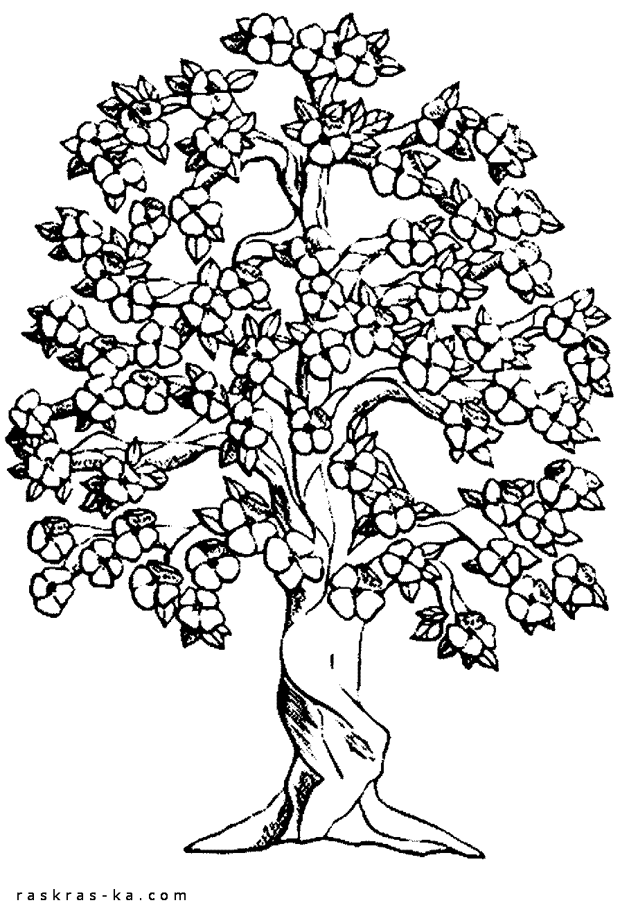 Цветущее дерево. Разукрашка детям
