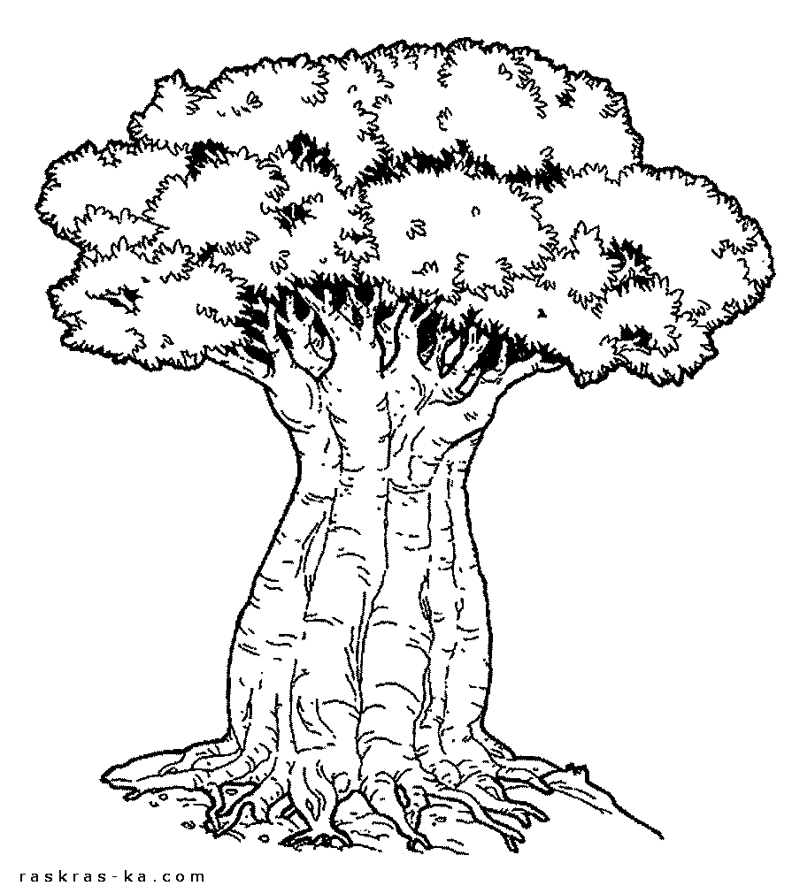 Дерево с толстым стволом. Раскраска