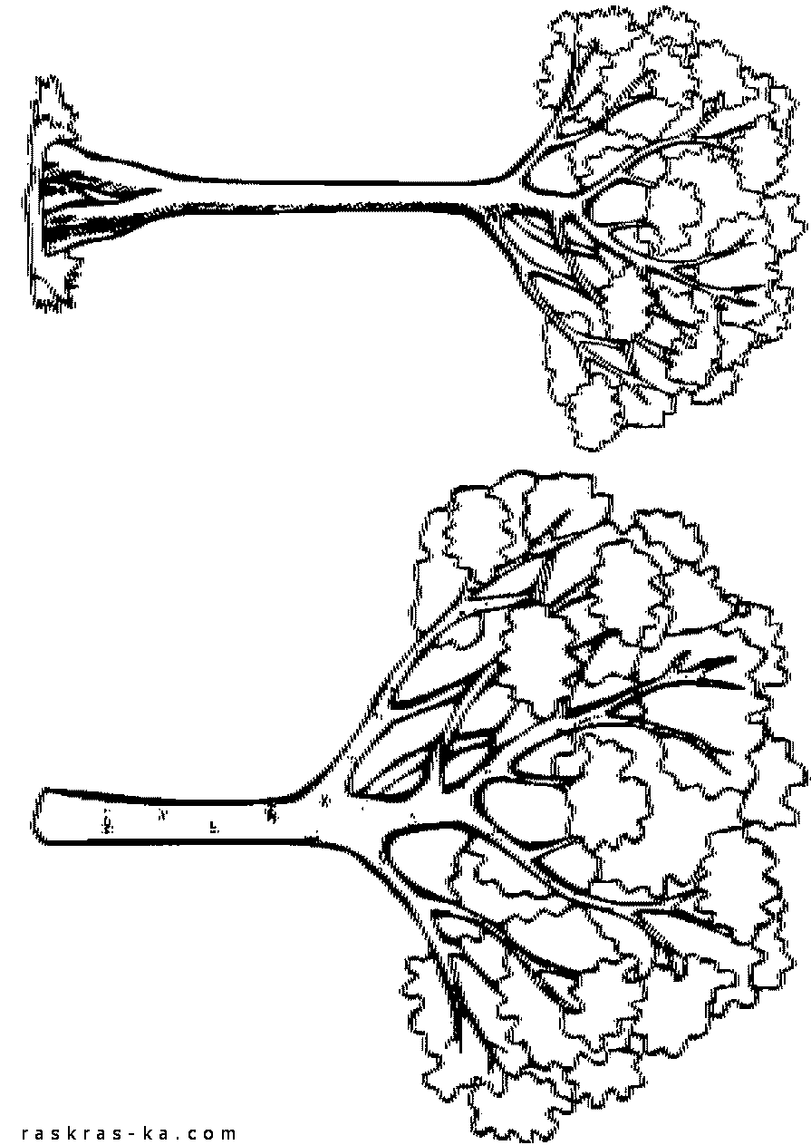 Деревья - раскраски черно-белые