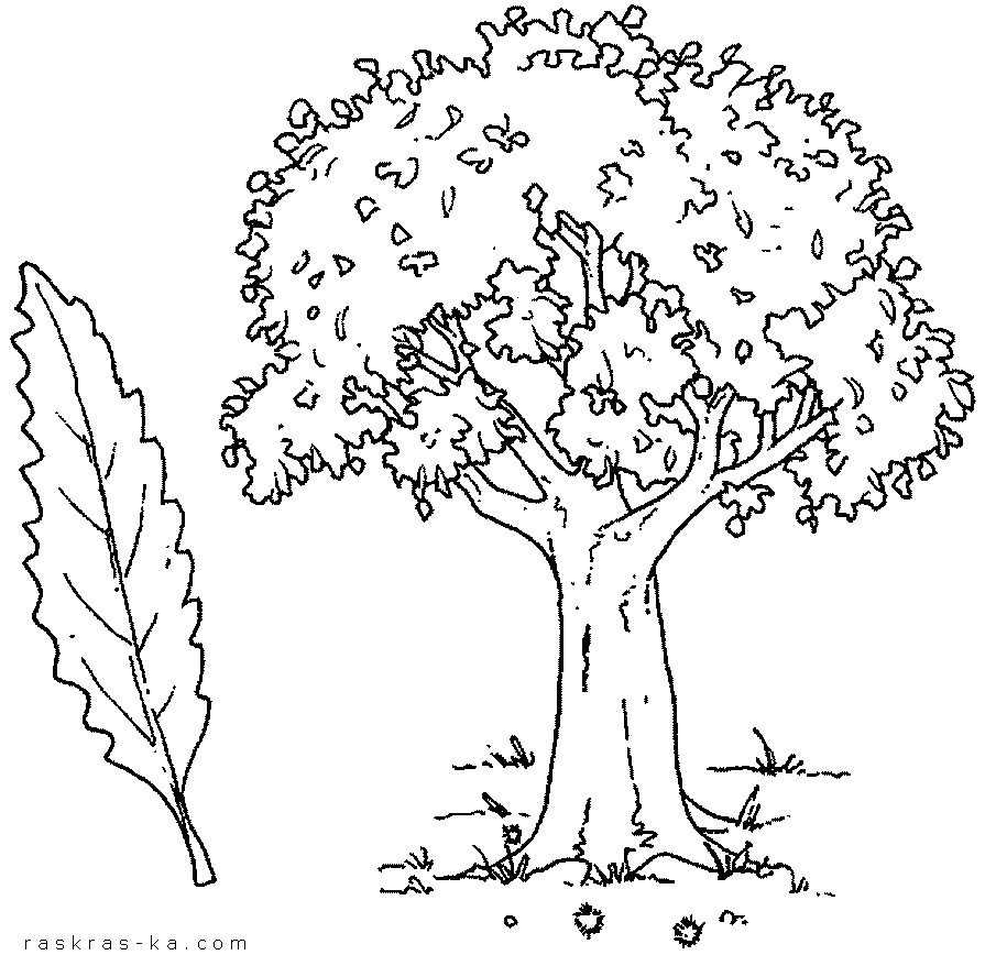 Раскрашивание деревьев для детей