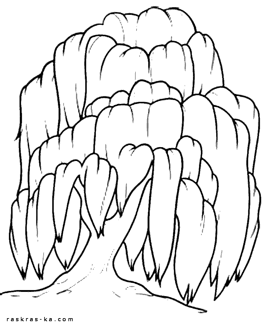 Раскраска ива. Распечатать