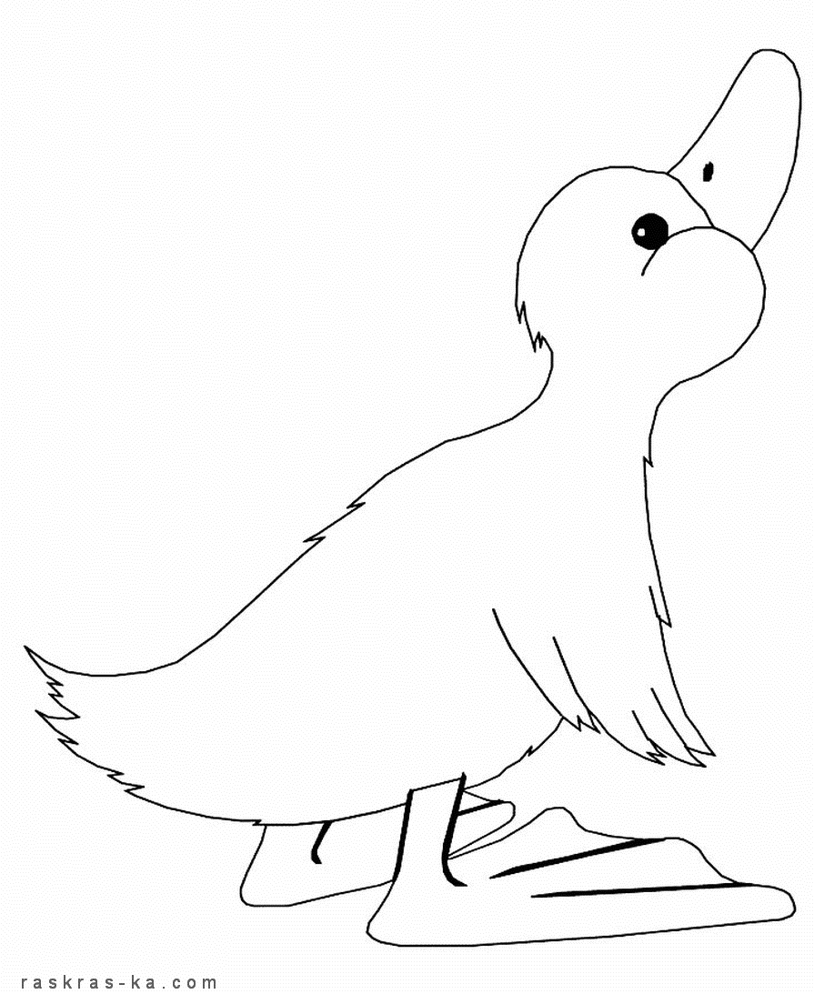 Раскраска утенок скачать