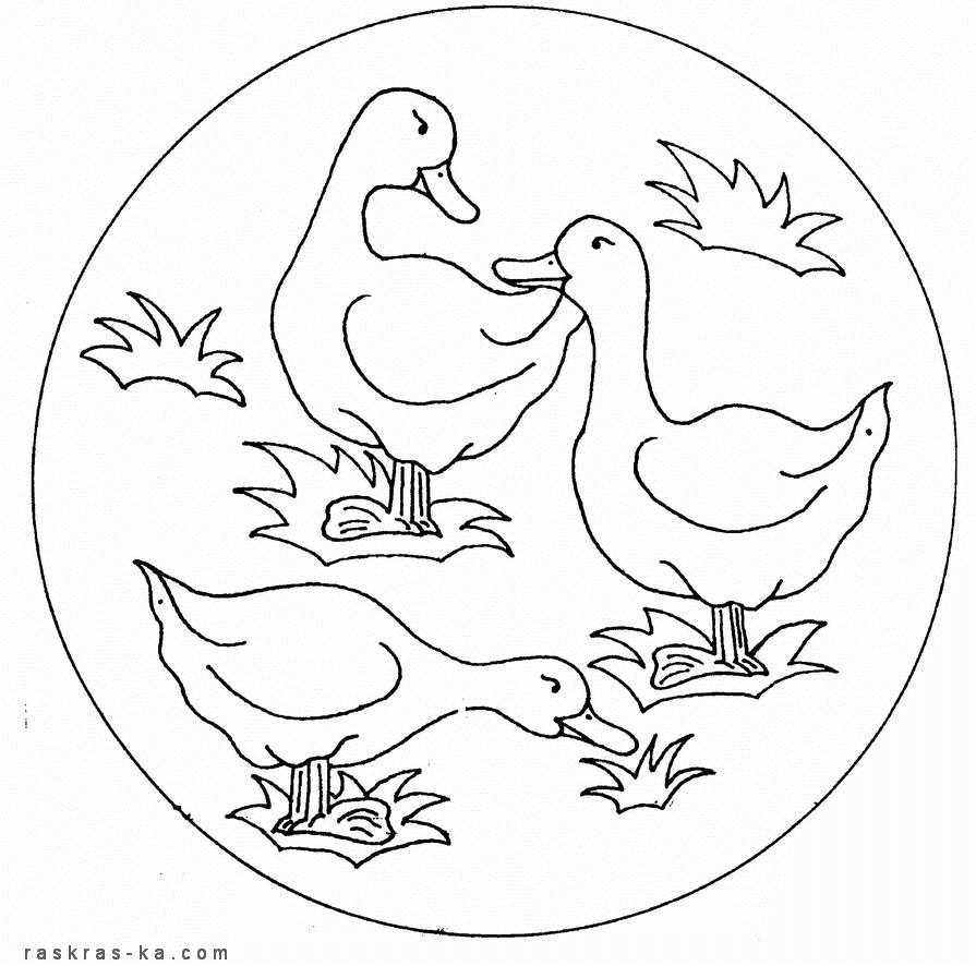 Раскрашивать уток бесплатно