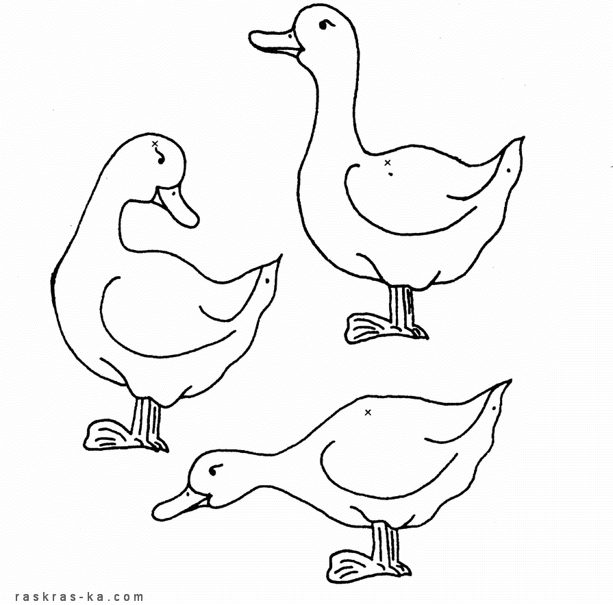 Раскраски домашние птицы. Утки
