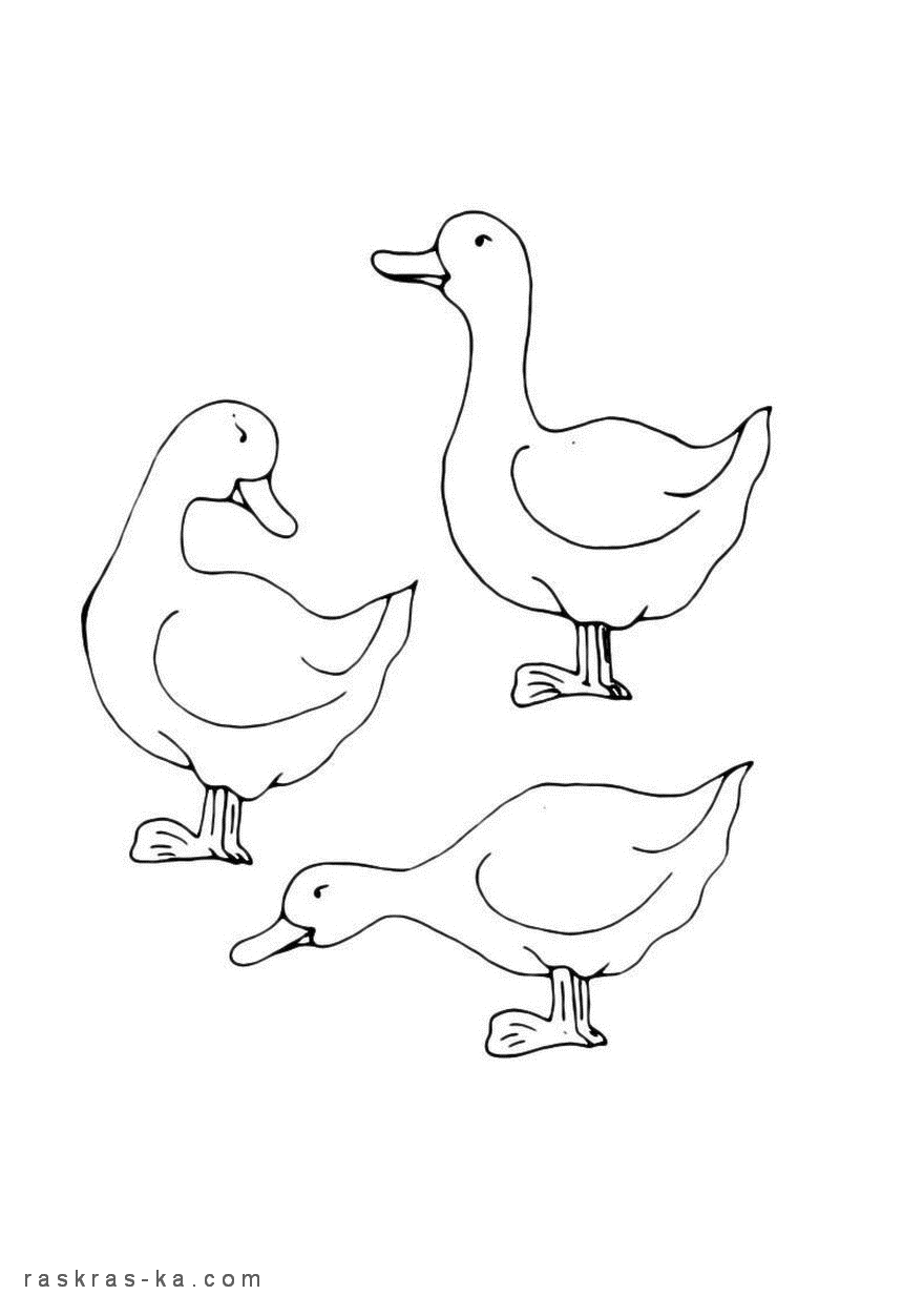 Раскрасить уток бесплатно