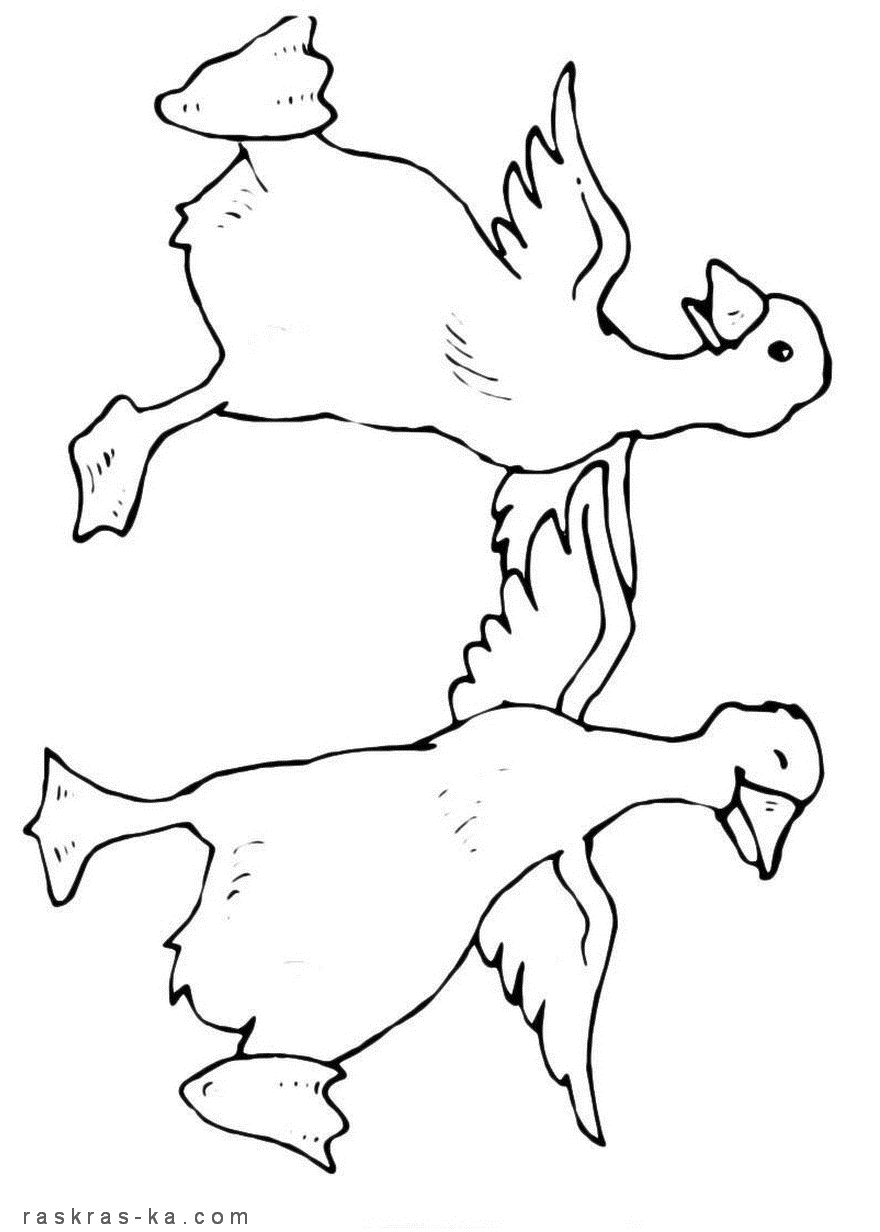 Веселые утки. Распечатать раскраску