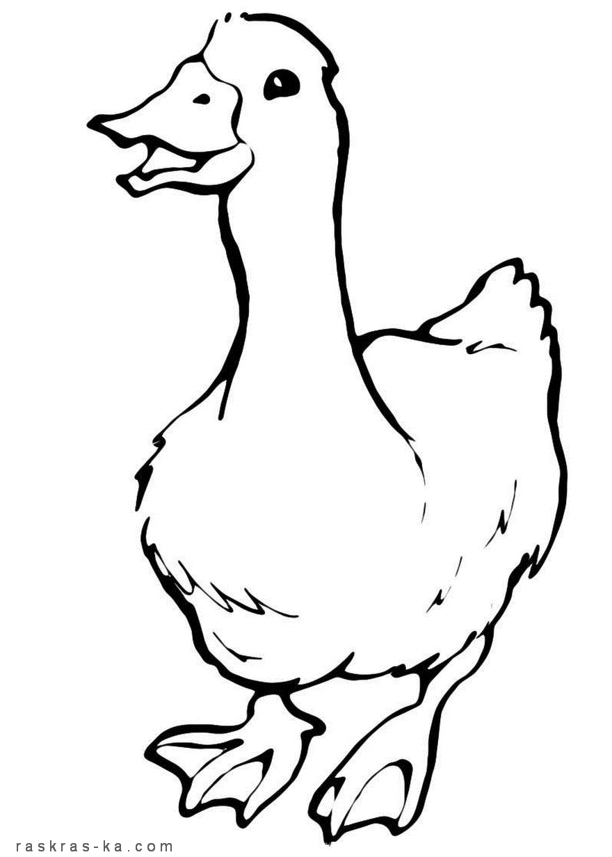 Duck free coloring pages for kids
